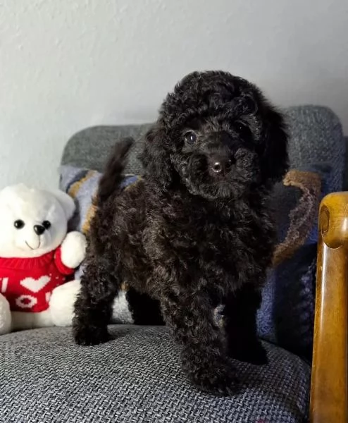 Cuccioli di Barboncino nano/Barboncino toy in cerca di casa | Foto 0