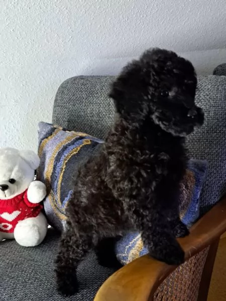 Cuccioli di Barboncino nano/Barboncino toy in cerca di casa