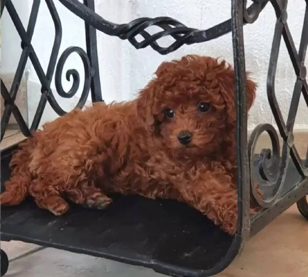 Adorabili cuccioli di barboncino toy/barboncino toy | Foto 1