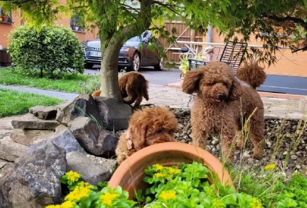 Adorabili cuccioli di barboncino toy/barboncino toy | Foto 0
