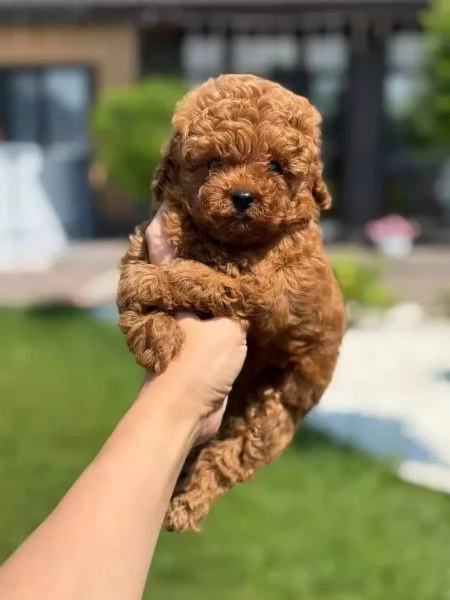 Piccoli Affascinanti Spezzacuori: Barboncini Toy Rosso-Marrone | Foto 2