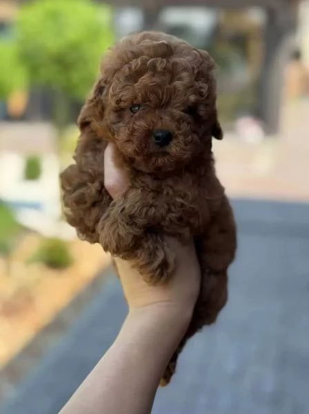 Piccoli Affascinanti Spezzacuori: Barboncini Toy Rosso-Marrone | Foto 1