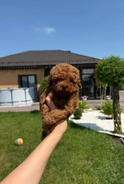 Piccoli Affascinanti Spezzacuori: Barboncini Toy Rosso-Marrone | Foto 0