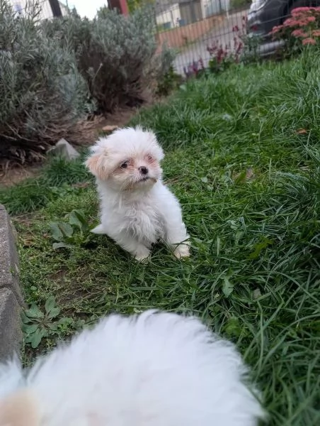 Cuccioli adorabili di Shih-Tzu in cerca di una casa amorevole | Foto 1