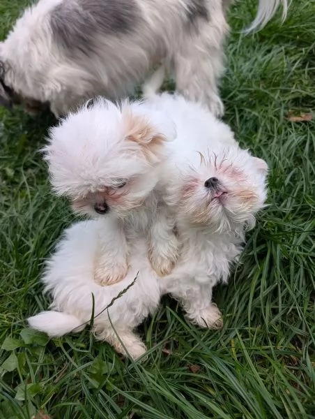 Cuccioli adorabili di Shih-Tzu in cerca di una casa amorevole | Foto 0