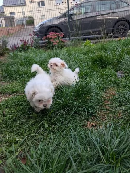 Cuccioli adorabili di Shih-Tzu in cerca di una casa amorevole