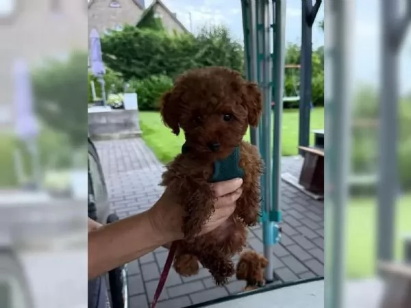 Cuccioli di Barboncino Toy, piccoli tesori da amare