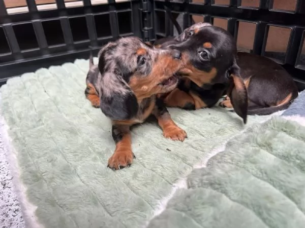 CUCCIOLI BASSOTTO NANO PELO CORTO NERO FOCATO E FULVO | Foto 4