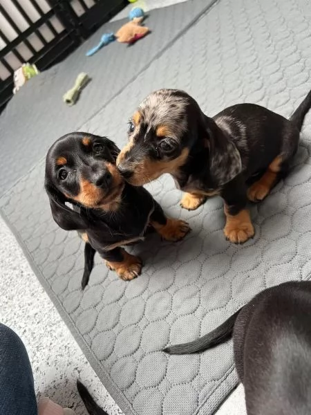 CUCCIOLI BASSOTTO NANO PELO CORTO NERO FOCATO E FULVO | Foto 2