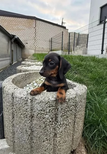 CUCCIOLI BASSOTTO NANO PELO CORTO NERO FOCATO E FULVO | Foto 0