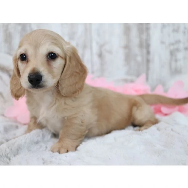 Bassotto nana (cuccioli maschio e femmina) | Foto 1