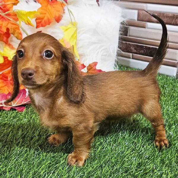 Bassotto nana (cuccioli maschio e femmina)