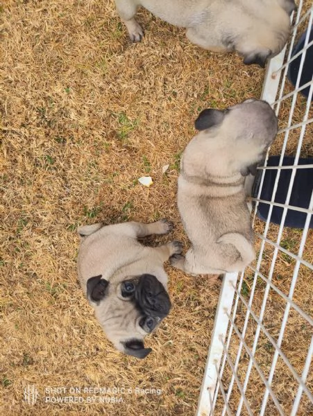 Carlino (Pug) (cuccioli maschio e femmina)