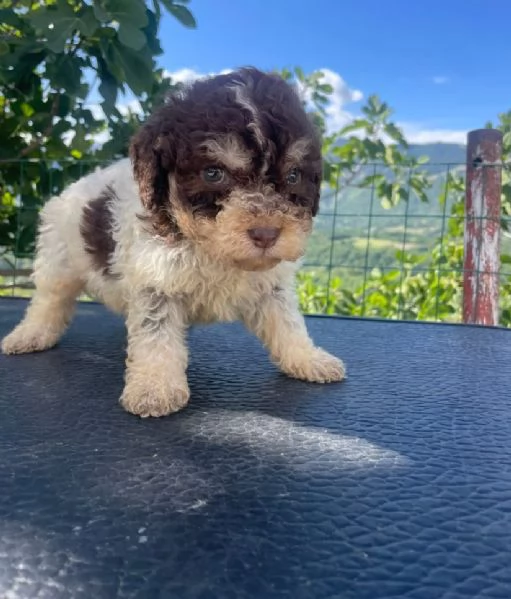 Lagotto Romagnolo (cuccioli maschio e femmina) | Foto 1