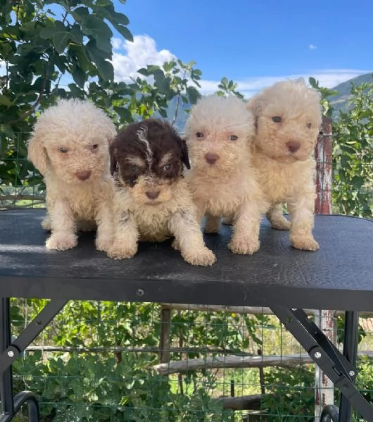 Lagotto Romagnolo (cuccioli maschio e femmina) | Foto 0