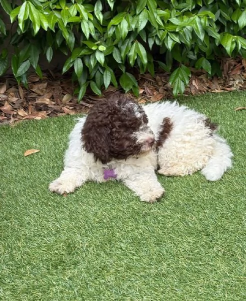 Lagotto Romagnolo (cuccioli maschio e femmina)