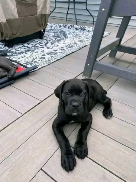 Cane Corso (cuccioli maschio e femmina) | Foto 2