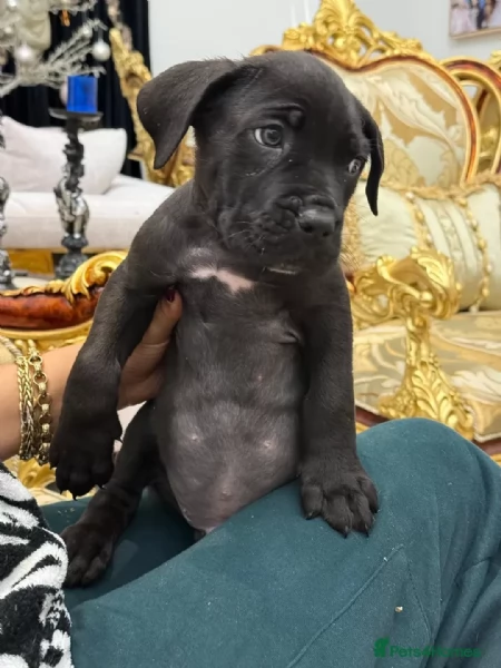 Cane Corso (cuccioli maschio e femmina)