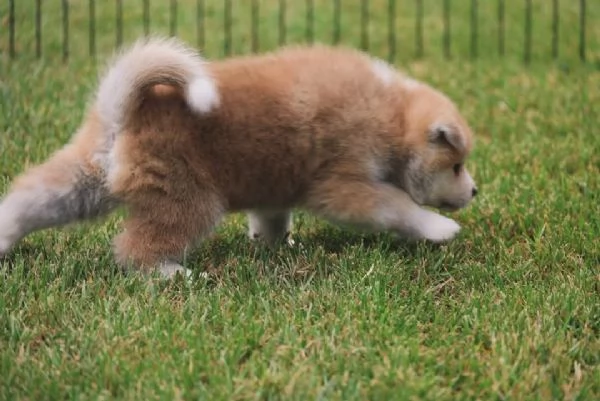 Akita inu (cuccioli maschio e femmina)