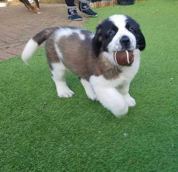 San Bernardo (cuccioli maschio e femmina) | Foto 0