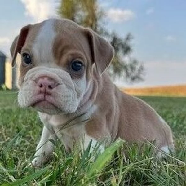 Bulldog Inglese (cuccioli maschio e femmina) | Foto 0