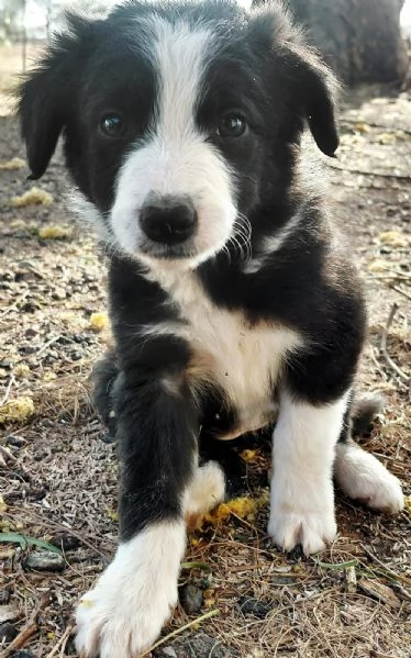 Border Collie (cuccioli maschio e femmina)