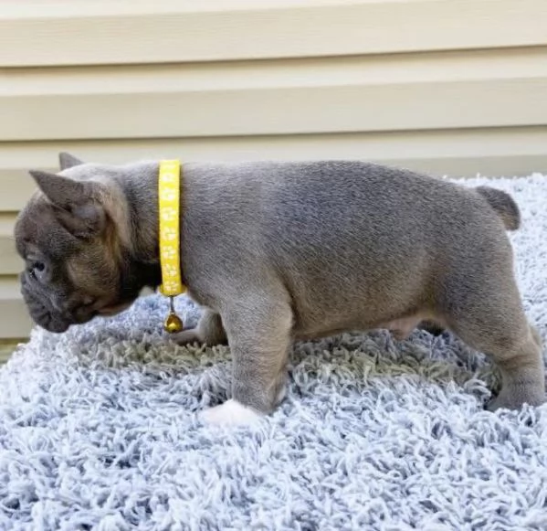  Bulldog Francese (cuccioli maschio e femmina) | Foto 2