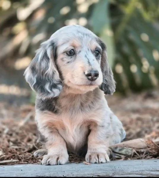 Bassotto nana (cuccioli maschio e femmina) | Foto 0