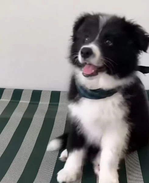 Border Collie (cuccioli maschio e femmina) | Foto 1