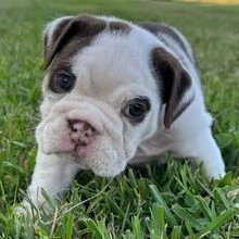 Bulldog Inglese (cuccioli maschio e femmina) | Foto 0