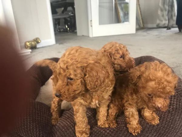 Barboncini toy pedigree ENCI | Foto 0