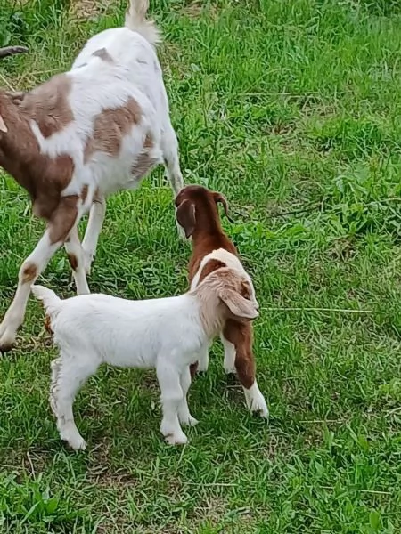 Capre madri con cuccioli disponibili