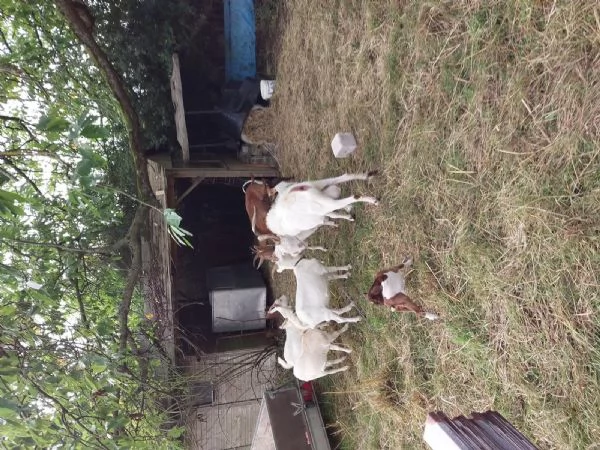 Capre madri con cuccioli disponibili | Foto 2