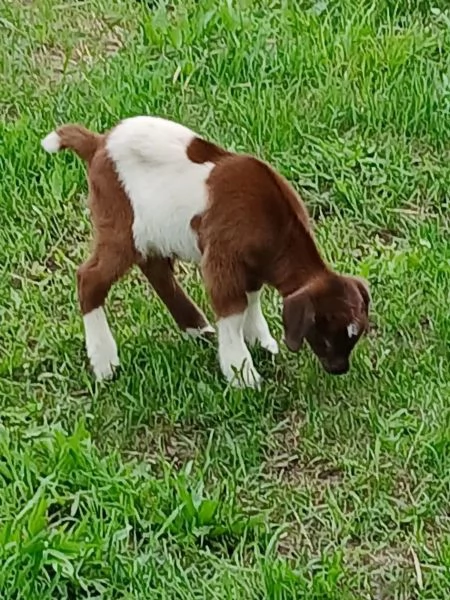 Capre madri con cuccioli disponibili | Foto 1