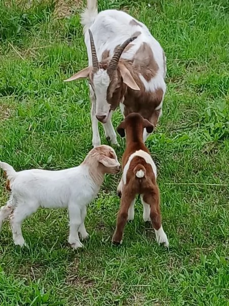 Capre madri con cuccioli disponibili | Foto 0