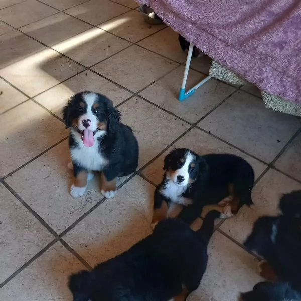 Cuccioli Bovaro del Bernese con Pedigree | Foto 0