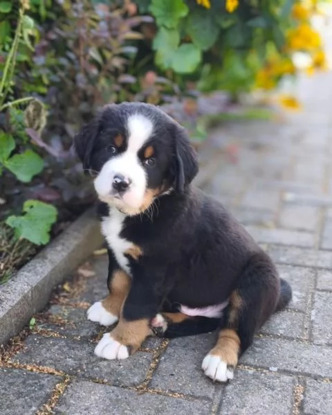 Cuccioli Bovaro del Bernese con Pedigree