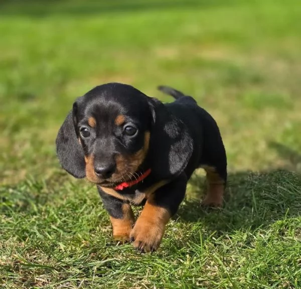 Cuccioli di Bassotto nano cercano una casa amorevole