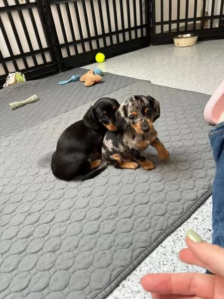 Disponibili cuccioli bassotto nano a pelo corto  | Foto 0