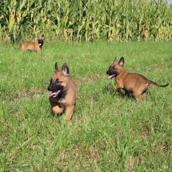 Cuccioli di pastore Malinois robusti e intelligenti disponibili | Foto 2