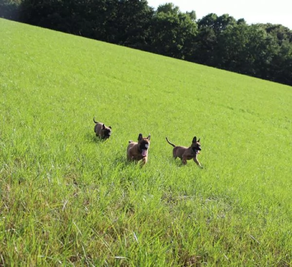 Cuccioli di pastore Malinois robusti e intelligenti disponibili | Foto 1