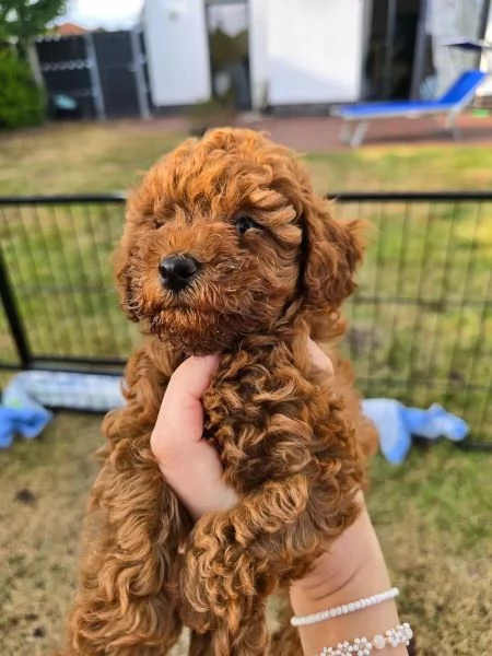 Bellissimi cuccioli di Barboncino Toy cercano una famiglia amorevole e premurosa. | Foto 1