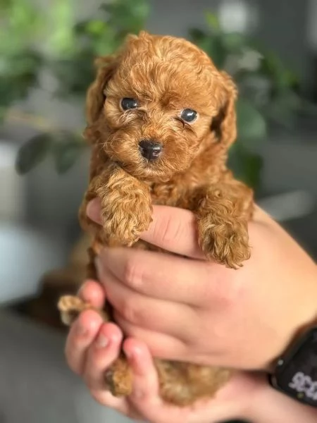 Bellissimi cuccioli di Barboncino Toy cercano una famiglia amorevole e premurosa. | Foto 0
