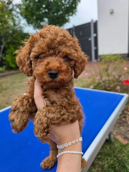 Bellissimi cuccioli di Barboncino Toy cercano una famiglia amorevole e premurosa.