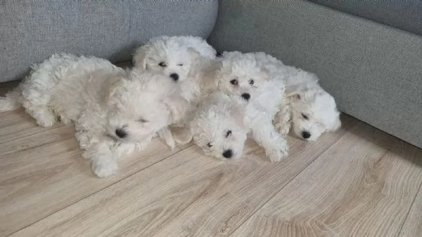 Cuccioli di Bichon Frise, 2 maschi e una femmina | Foto 3