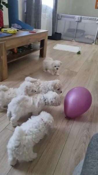 Cuccioli di Bichon Frise, 2 maschi e una femmina | Foto 2