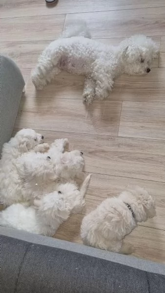 Cuccioli di Bichon Frise, 2 maschi e una femmina | Foto 1