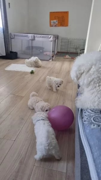 Cuccioli di Bichon Frise, 2 maschi e una femmina