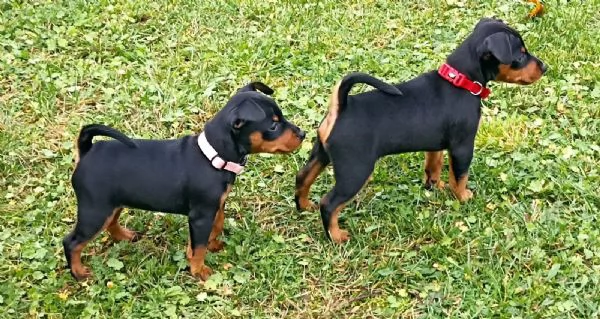 Cuccioli di Pinscher nano pronti per partire | Foto 0
