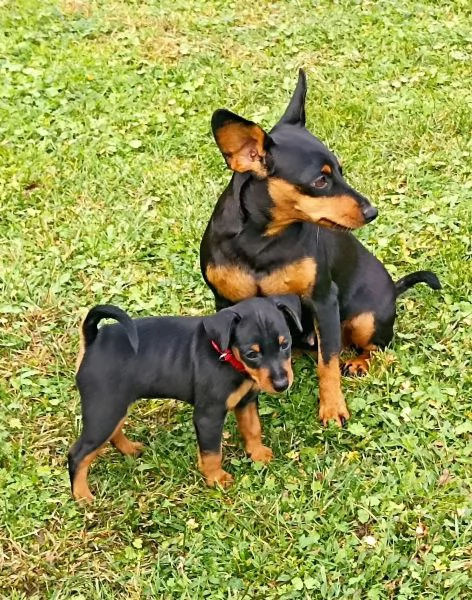 Cuccioli di Pinscher nano pronti per partire